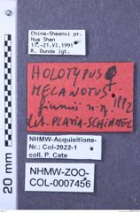 Etiketten zu Melanotus fiumii (NHMW-ZOO-COL-0007456)